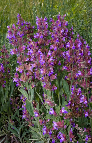 2007-06-16_129.jpg
