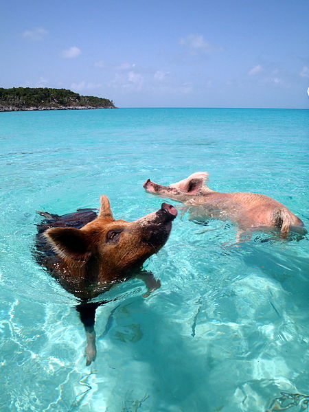 450px-Vorobek_Bahamas_-_swimming_pigs.jpg