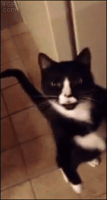 6n4sn.gif
