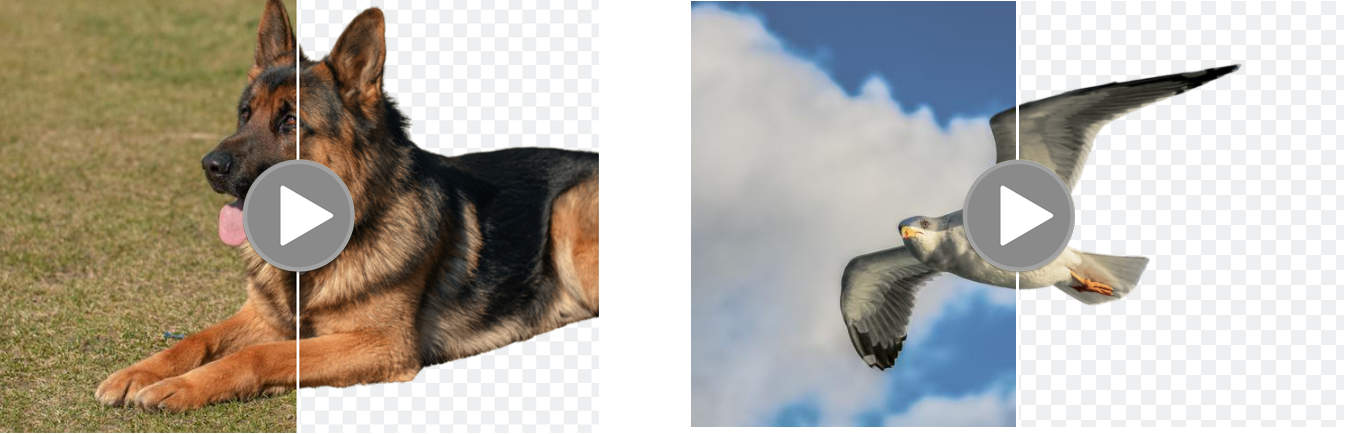 animal.png