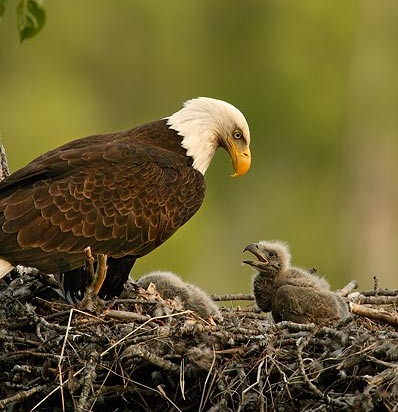 baby-eagle.jpg