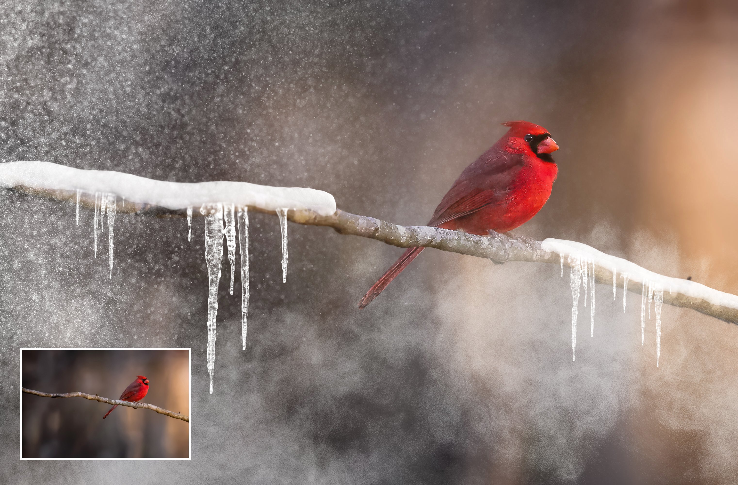 cardinalba-.jpg