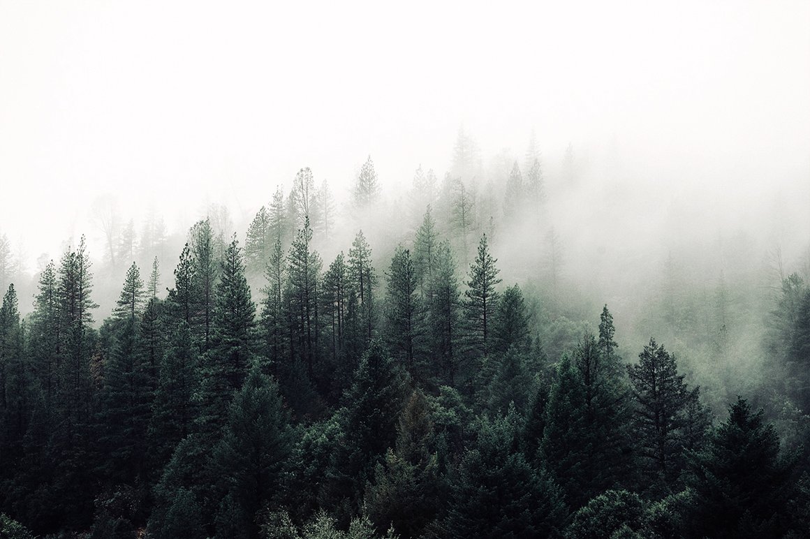 cm_fog-forest-.jpg