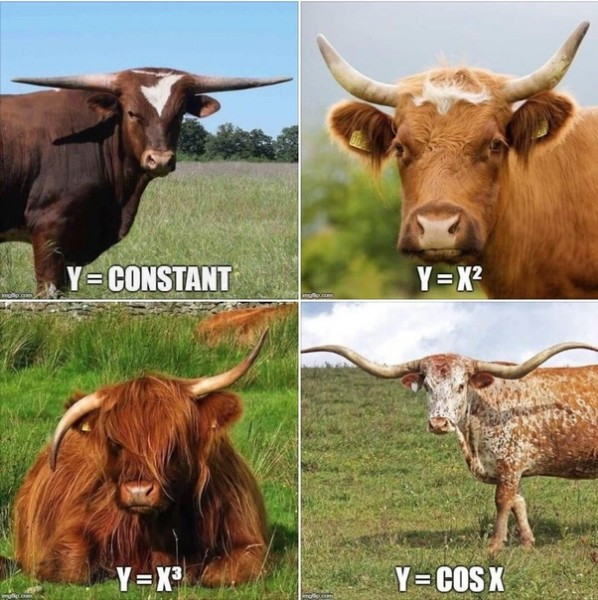 cowFunc.png