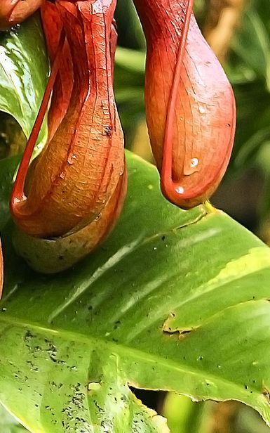 ф Вторая, нижняя часть. Фото оригинальное, непентес..jpg