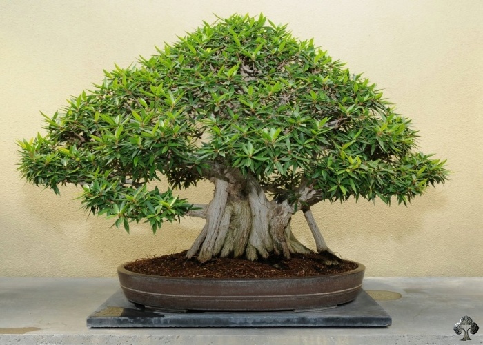 ficus.jpg