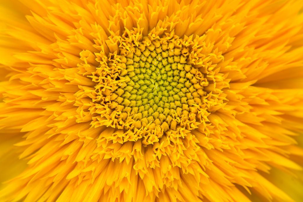 full_3827_310889_GardenSunflower_1.jpg