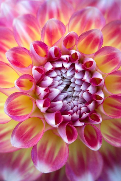 full_9347_310886_Dahlia_1.jpg