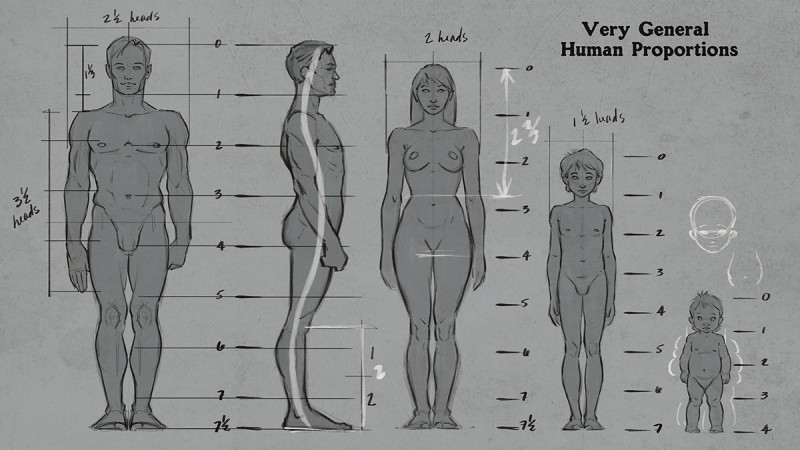 General-Body-Proportions-800x450.jpg