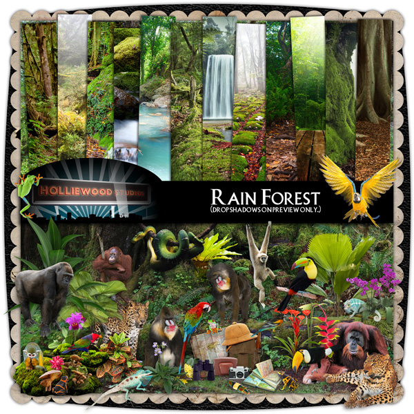 Holliewood_RainForest_Preview600.jpg