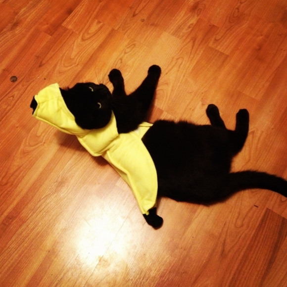 l-my-cat-in-a-banana-costume.jpg