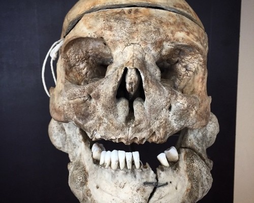 lionface-500x400.jpg