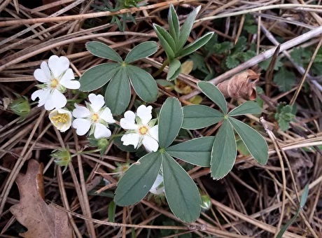 Potentilla_alba_sl1.jpg