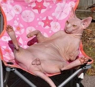 Sphynx-zagoraet.jpg