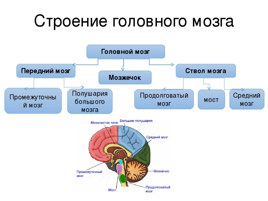 Строение мозга.jpeg