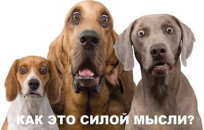 surpriseddogs2 — копия.jpg