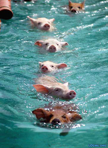 swimming-pigs-bahamas_3.jpg