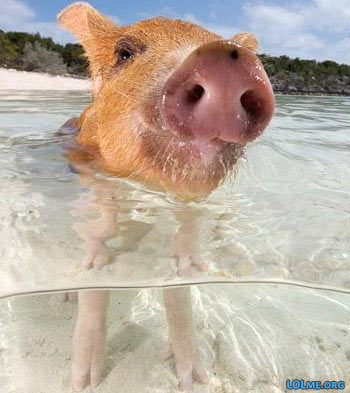 swimming-pigs-bahamas_5.jpg