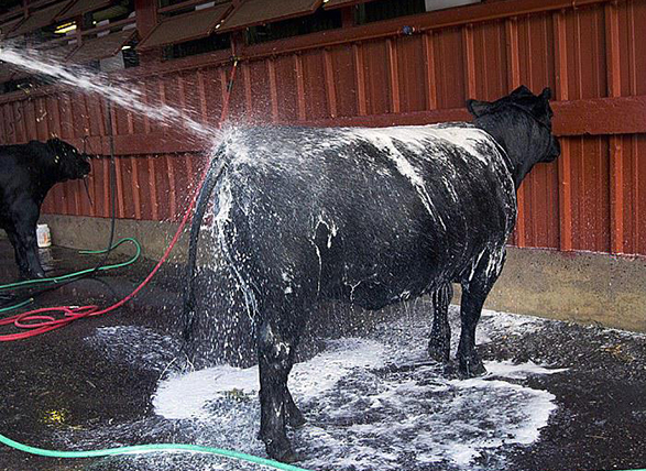 wash cow.jpg