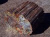 PetrifiedWood.jpg