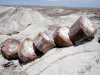 USA_-_Arizona_Petrified_Forest_National_Park.jpg