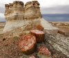 19-petrifiedForestNP-768x652.jpg