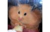 Hamster-cheeks_1379588i.jpg