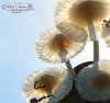 mushrooms_transparent_resin_clay-5.JPG