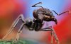 ant-macro-insects-ewua.jpeg