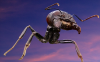 ant-macro-insects-ewua.png