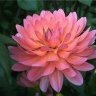 dahlia