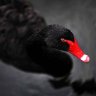 Black Swan