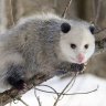 opossum