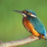 Alcedo