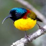 Sunbird