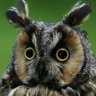 EagleOwl