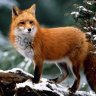 foxxxy