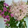 Bougainvillea