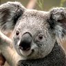 Koala_gnu