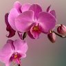 Orchidea