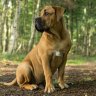 lovemastiff