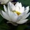 White Lotus