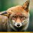 andreyfox13