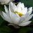 White Lotus